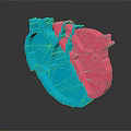 3D Heart Organ Model with Hair Like Fibers in Blue and Pink Segments
