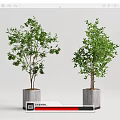 Two Green Potted Trees In Gray Square Pots On Simple Background 3d model