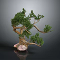 Bonsai Tree Featuring Curved Trunk Lush Green Foliage In Stone Pot With Pink White Texture