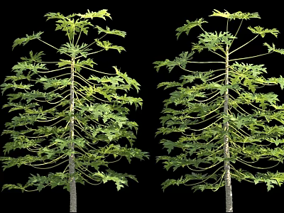 Two Papaya Trees with Lush Green Leaves and Straight Trunks on Black Background 3d model