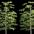 Two Papaya Trees with Lush Green Leaves and Straight Trunks on Black Background