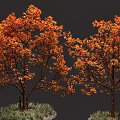 Autumn Trees With Vibrant Orange Red Leaves And Green Grass Base
