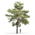 Tall Pine Tree with Dense Green Needles Strong Trunk and Lush Branches in Natural Landscape