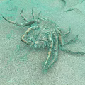 Close Up View Of A Crab On Sandy Beach With Detailed Legs