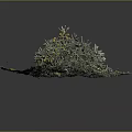Dense Green Clustered Plants With Small Yellow Flowers On Textured Mossy Ground