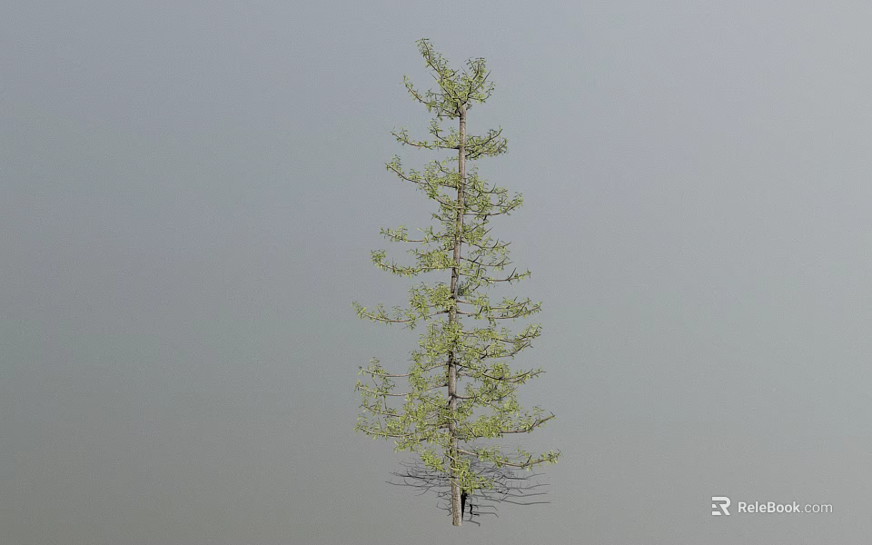 Tall Upright Larch Tree With Slender Trunk And Green Foliage Against Gray Background 3d model 