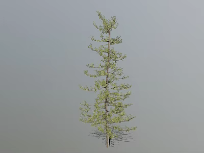 Tall Upright Larch Tree With Slender Trunk And Green Foliage Against Gray Background 3d model