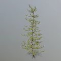 Tall Upright Larch Tree With Slender Trunk And Green Foliage Against Gray Background