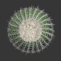 Green Spherical Cactus With White Thorns And Round Top Fuzzy Texture