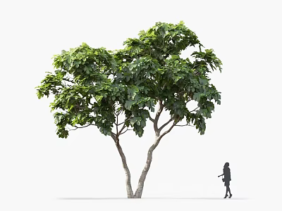 Tall Tree With Lush Green Leaves And Double Trunks With Person Standing Nearby 3d model