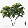 Fig Tree Fruit Tree Lemon Tree Fig Orchard Roadside Tree Street Tree Community Greening Landscape Tree Landscaping Ornamental Tree Poplar Tree Elm Tree 3d model