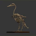 Detailed Bird Skeleton Anatomical Display With Long Neck Beak On Wooden Base