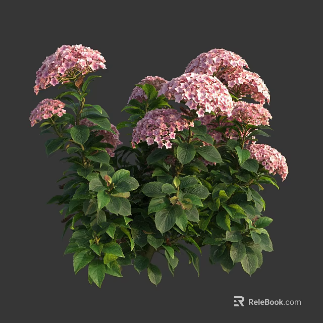 Vibrant Pink Hydrangea Flowers With Lush Green Leaves Blooming In Garden Bush 3d model 