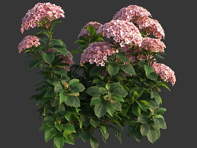 Vibrant Pink Hydrangea Flowers With Lush Green Leaves Blooming In Garden Bush 3d model