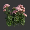 Vibrant Pink Hydrangea Flowers With Lush Green Leaves Blooming In Garden Bush