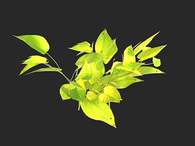 Vibrant Green Plant Leaves With Fresh Lush Foliage And Black Background 3d model