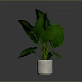 Leafy Green Plant With Large Leaves In White Pot On Dark Background