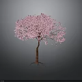 Pink Flowering Tree With Vibrant Blooms And Exposed Root System On Dark Background