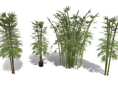 Various Bamboo Plants Featuring Different Heights Potted and Clumping Varieties with Green Leaves 3d model