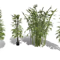 Various Bamboo Plants Featuring Different Heights Potted and Clumping Varieties with Green Leaves