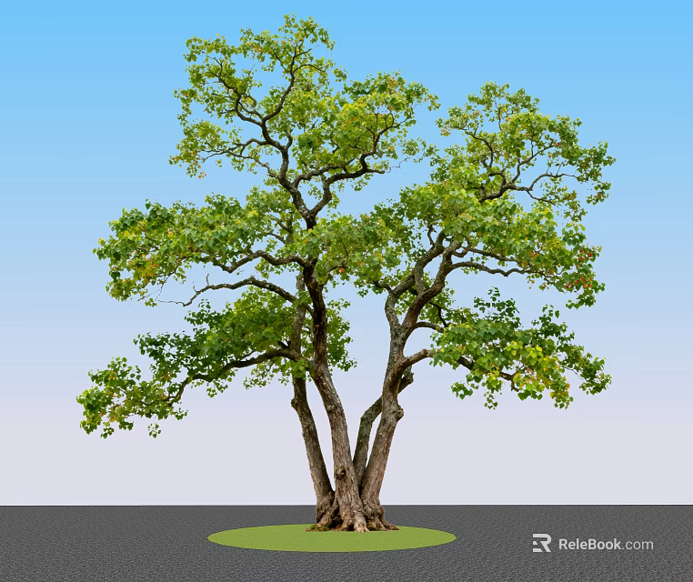 Lush Green Arbor With Multiple Trunks And Foliage On Green Circular Ground Against Blue Sky 3d model 