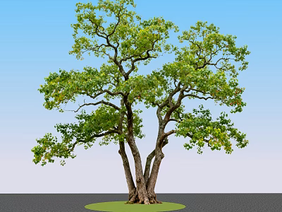 Lush Green Arbor With Multiple Trunks And Foliage On Green Circular Ground Against Blue Sky 3d model