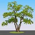 Lush Green Arbor With Multiple Trunks And Foliage On Green Circular Ground Against Blue Sky