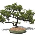 Bonsai Plant With Curved Trunk And Lush Foliage In Round Green Ceramic Pot