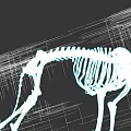 Detailed Animal Skeleton Anatomical Structure Full Body Bone Model 3d model