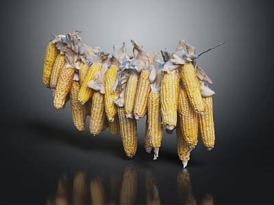 Fresh Yellow Corn with Husks on Dark Background Showing Reflection 3d model