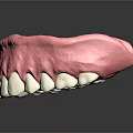 Human Mandible Anatomical Model With White Teeth And Pink Gum Structure