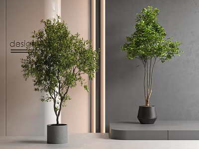 Modern Bonsai Trees in Gray Pots One on Floor and One on Stepped Platform 3d model