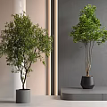 Modern Bonsai Trees in Gray Pots One on Floor and One on Stepped Platform