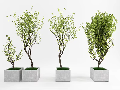 Modern Potted Plant 3d model