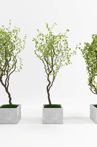 Decorative Bonsai Potted Plants in Concrete Pots with Green Leaves and Varied Shapes 3d model