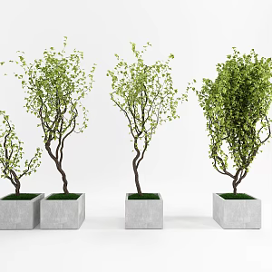 Modern Potted Plant 3d model