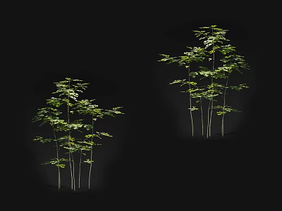 Green Leafy Arbor Plants With Multiple Stems On Black Background 3d model