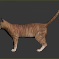 Orange Tabby Cat Standing On Black Glossy Surface With Gray Background