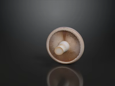 Fresh Round Mushroom With White Stem Gills On Dark Background 3d model