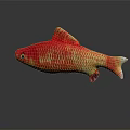 Vibrant Red And Yellow Aquatic Fish Floating On Dark Background With Clear Reflection