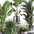 Potted Bonsai Plants With Various Green Foliage In Metal Planters And Stands