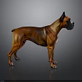 Brown And Black Brindle Boxer Dog Standing On Smooth Gray Background With Reflective Surface