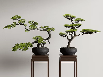 Traditional Bonsai Trees in Black Pots Displayed on Wooden Stands Against Light Wall 3d model