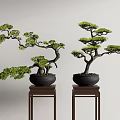 Traditional Bonsai Trees in Black Pots Displayed on Wooden Stands Against Light Wall