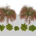 Lush Plant Combination with Red Weeping Plants and Green Shrubs in Landscape