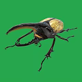 Giant Beetle With Large Horn And Yellow Black Body On Green Background