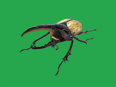 Giant Beetle With Large Horn And Yellow Black Body On Green Background 3d model