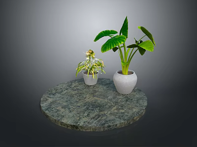 Large Leafy Plant and Small Green Plant in White Pots on Round Marble Tabletop 3d model