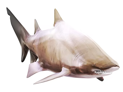 Large Marine Shark With Sharp Teeth Dorsal Fin And Gray Skin 3d model