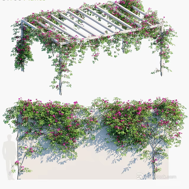 Lush Vines With Pink Flowers And Green Leaves Growing On White Wall And Pergola 3d model 